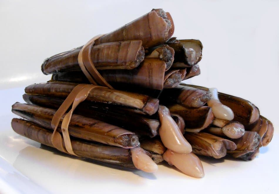 Razor clams close up